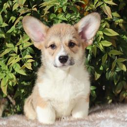 Brown collar - Red male Pembroke Welsh Corgi puppy in Caliente, California from Rafter Cross 7