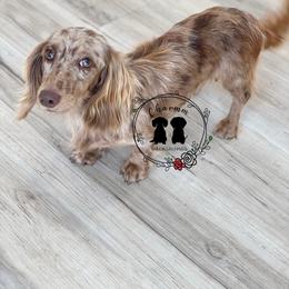 Freckles - Dachshund