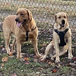 Labrador Retriever Puppies from Triple Threat Labradors