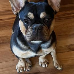 French Bulldog All Grown Up from Calamity Jane French Bulldogs