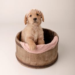 Golden Retriever Puppies from Brinton Goldens