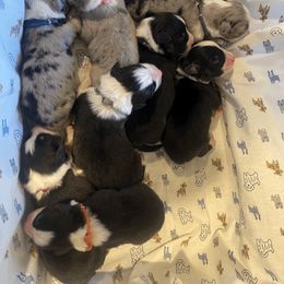 Australian Shepherd Puppies from Canyon Ridge Australian Shepherds