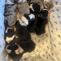 Australian Shepherd Puppies from Canyon Ridge Australian Shepherds