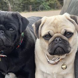 Pugs from Rachael Kruse