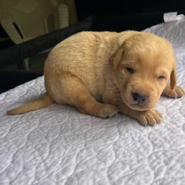 Light blue boy - Yellow male Labrador Retriever puppy in Monticello, Georgia from Hollow Meadows Retrievers