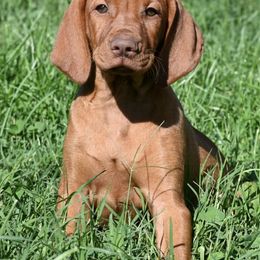 Vizslas from Smokey Mountain Vizslas