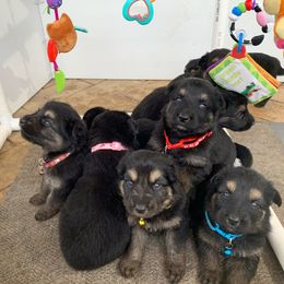 German Shepherd and White Shepherd Puppies from Scenic Creek German Shepherds