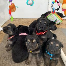 German Shepherd and White Shepherd Puppies from Scenic Creek German Shepherds