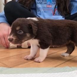 Morgan Girl 6 - Black tri-color female Australian Shepherd puppy in Solon, Maine from Mountain Range Australian Shepherds