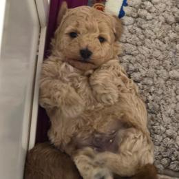 Tony - Cream male Maltipoo puppy in Nokomis, Florida from Sunset Farm Florida