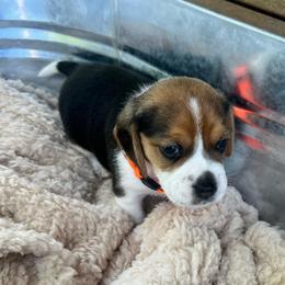 Boy 1 - Black white and tan male Beagle puppy in Harrison, Arkansas from Leslie Beagles of Leslie Farm