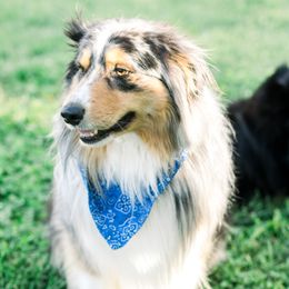 Rusty - Australian Shepherd