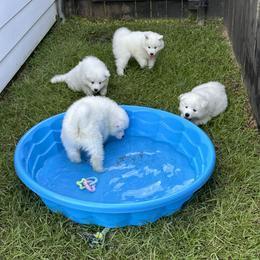 Samoyed Puppies from Southern Roux Samoyeds