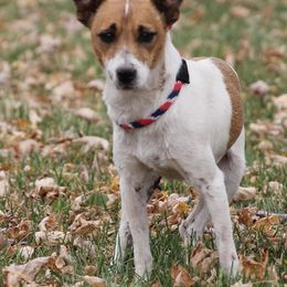 Jack Russell Terriers, Parson Russell Terriers, Poodles, and Whoodles from Blue Skies Terriers