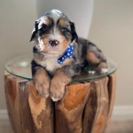 Zion - blue collar male - Tri-color male Bernedoodle puppy in Yuciapa, California from AlltheDoodlez_