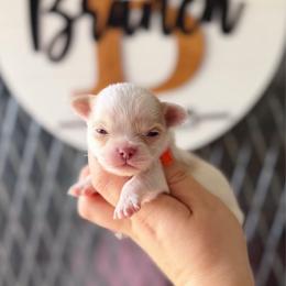 Murphy - Cream and white male Chihuahua puppy in Harrison, Michigan from Cloud9 Chihuahuas