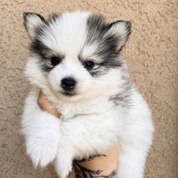Colt - Gray and white male Pomsky puppy in La Verne, California from Red Cedar Pomskies