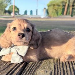 Creed - Cream male Dachshund puppy in Brenham, Texas from 1 Moore Dachshund