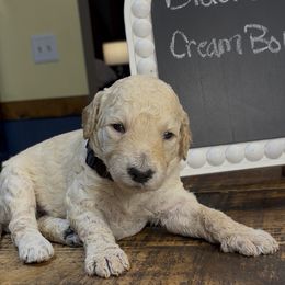 Black - Cristo - Cream male Goldendoodle puppy in Jasper, Georgia from Owen Doodles