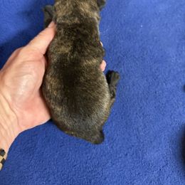 Boy 2 - Black brindle male Scottish Terrier puppy in Chattanooga, Oklahoma from Lottie Dottie Scottie’s and Papillons