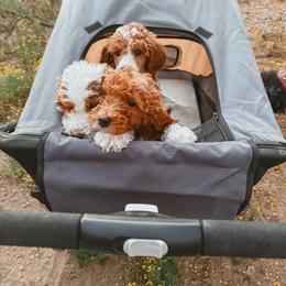 Zorua - Red  female Poodle puppy in Phoenix, Arizona from Moonshine Kennels AZ