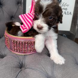Hot pink ras - Brown and white female Bernedoodle puppy in Curtice, Ohio from The Pink Doghouse