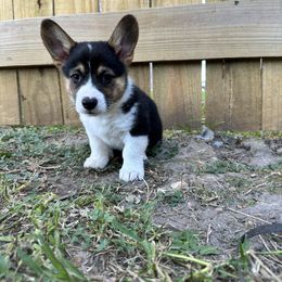 PJ1 Boy - White and black Pembroke Welsh Corgi puppy in Dickinson, Texas from Gulf Coast Corgis