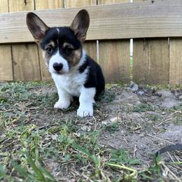 PJ1 Boy - White and black Pembroke Welsh Corgi puppy in Dickinson, Texas from Gulf Coast Corgis
