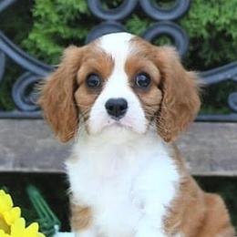 Cavalier King Charles Spaniels from Angels Ridge Cavaliers