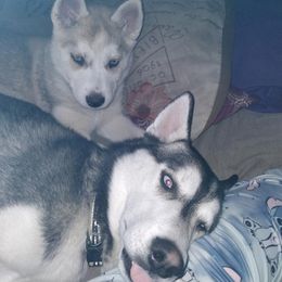 Siberian Huskies from Hughes Huskies