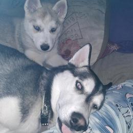 Siberian Huskies from Hughes Huskies