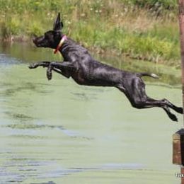 Tikka - German Shorthaired Pointer