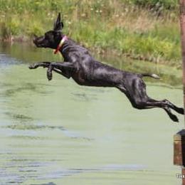 Tikka - German Shorthaired Pointer
