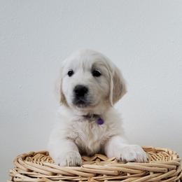 Girl 3 - Light golden female Golden Retriever puppy in Marysville, Washington from Eagle River Golden Retriever Farm
