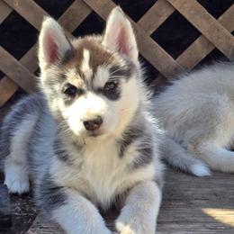 Pikachu - Black and white female Siberian Husky puppy in Le Sueur, Minnesota from Tevana Siberians LLC