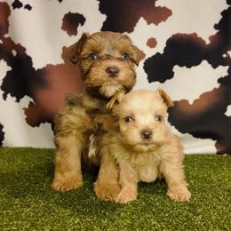 Rex - Wheaten male Miniature Schnauzer puppy in Edinburg, Texas from Forever Schnauzers