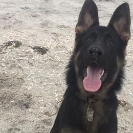 German Shepherds from Curtis n' Frances German Shedders Kennels