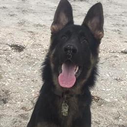 German Shepherds from Curtis n' Frances German Shedders Kennels