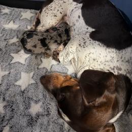 Blk and tan - Dapple male Dachshund puppy in Lakeland, Florida from Berry Dachshunds