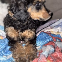 Dalmatian and Poodle Puppies from Exquisite Dalmatians & Standard Poodles
