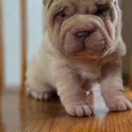 Hiccup - Lilac dilute male Chinese Shar-Pei puppy in Salem, Ohio from WrinkleMonsters