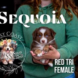 Sequoia - Red tri-color female Miniature American Shepherd puppy in Ferndale, California from Lost Coast Aussies