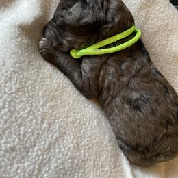 Tarzan - Merle male Goldendoodle puppy in Zephyrhills, Florida from Just Tails Doodle