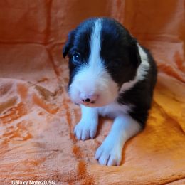 Stormi - Black and white female Border Collie puppy in Watsontown, Pennsylvania from Kate Gresham