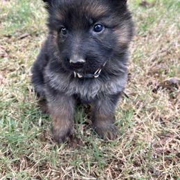 American Corgi and German Shepherd Puppies from Grace Ridge Shepherds and Corgis