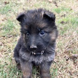 American Corgi and German Shepherd Puppies from Grace Ridge Shepherds and Corgis