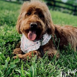 Holly - Goldendoodle