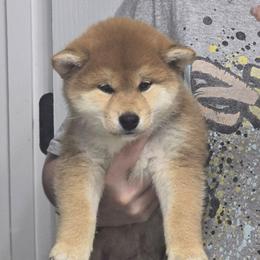 Yuzu - Red female Shiba Inu puppy in Marianna, Florida from Diwasou