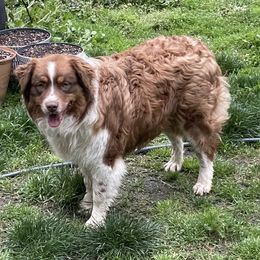 Cooper - Australian Shepherd