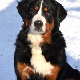 Novi - Black rust and white female Bernese Mountain Dog puppy in Owasso, Oklahoma from Kallams Bernedoodles & Bernese Mountain Dogs